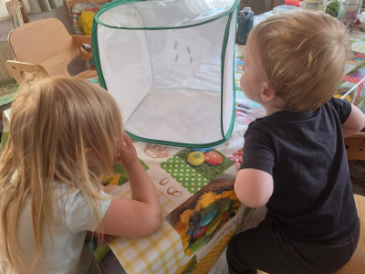 Projekt von der Raupe zum Schmetterling